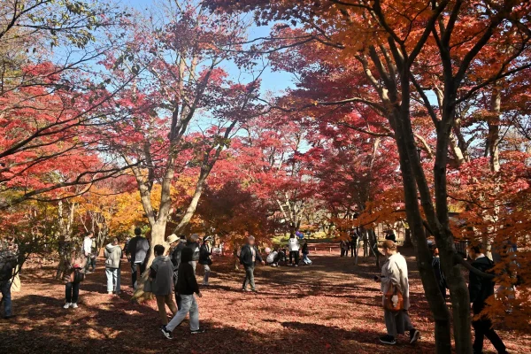 momijien20251116-6799