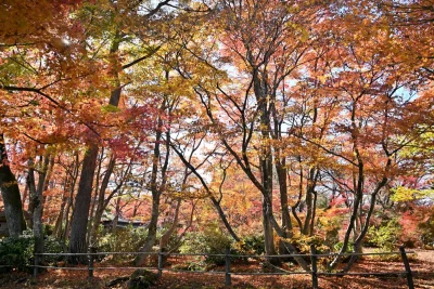 momijien20251116-6836