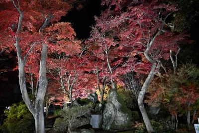 momijien20251116-6944