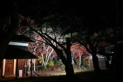 momijien20251116-6966