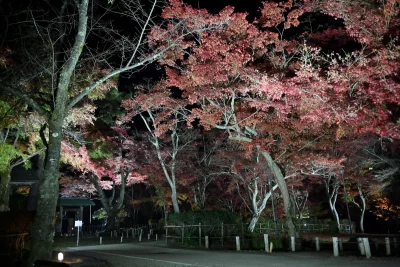 momijien20251116-6974