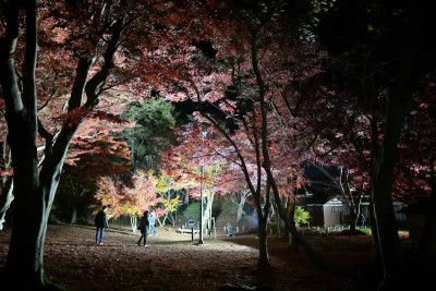 momijien20251116-6993