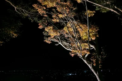 momijien20251116-7035